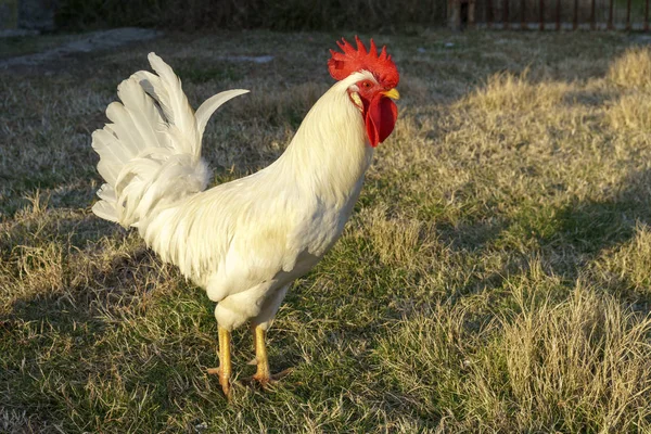 Gallo Blanco Las Gallinas Rojas Granja Atardecer —  Fotos de Stock