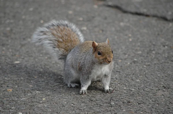 Écureuil Pelucheux Rongeur — Photo