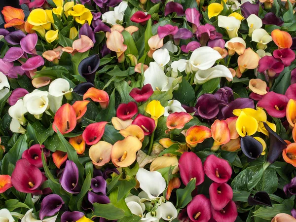Πολύχρωμο Calla Zantedeschia Λουλούδια Ανθίζουν Την Άνοιξη — Φωτογραφία Αρχείου