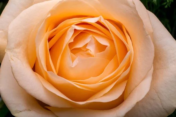 Close Flor Rosa Laranja — Fotografia de Stock