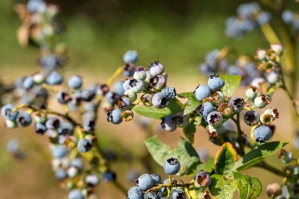 Bush Uma Baga Mirtilo Madura Verão — Fotografia de Stock