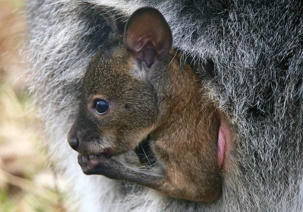 Kangaroo Potomstwo Nwallaby Czerwony Makropus Rufogriseus — Zdjęcie stockowe