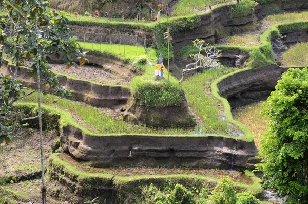 Terrazas Arroz Tegalalang Ubud Bali Tegalalang Rice Terrace Uno Los — Foto de Stock
