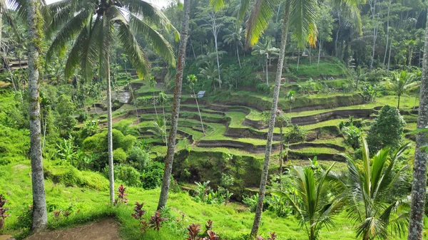 Ubud Bali Tegalalang Pirinç Terasları Tegalalang Rice Terrace Ünlü Turist — Stok fotoğraf