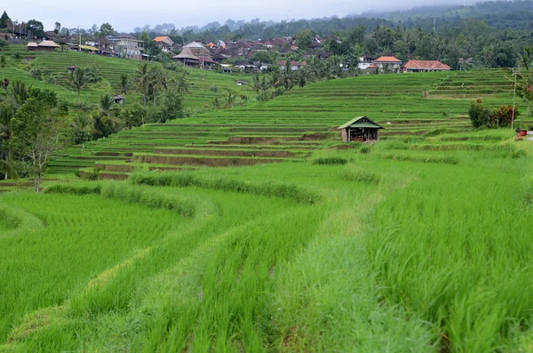 Jatiluwih Rijstterras Met Zonnige Dag Groene Jungles Ubud Bali — Stockfoto