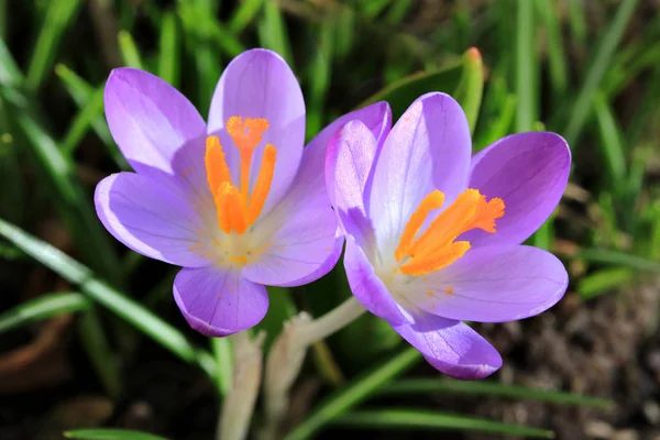 Kwiaty Krokusa Kwitnące Wiosenna Flora — Zdjęcie stockowe