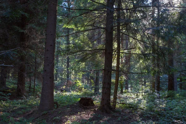 Летний Восход Солнца Бещадах Горный Хвойный Стенд Biszczady Mountain Польша — стоковое фото