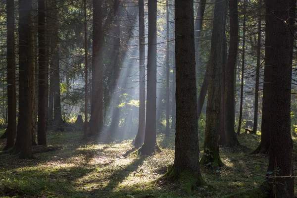 Sonnenstrahl Dringt Den Dichten Laubwald Ein Nebliger Morgen Mit Alten — Stockfoto