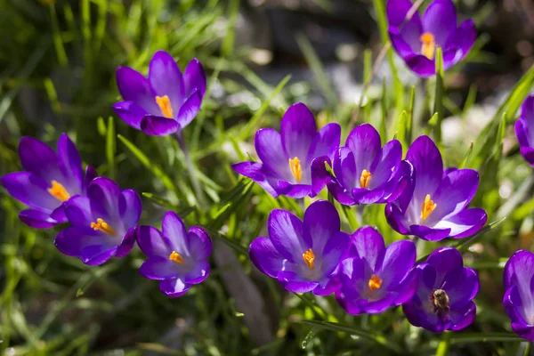 Azafrán Una Las Primeras Flores Primaverales —  Fotos de Stock