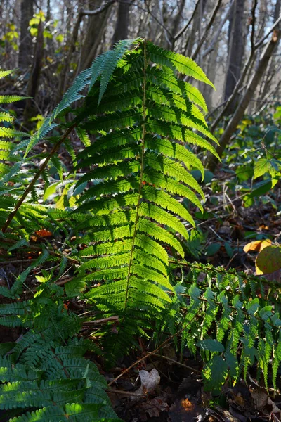 Uzun Yeşil Eğreltiotu Yaprağı Bir Ormanda Güneş Tarafından Aydınlatılmış Yaprakların — Stok fotoğraf