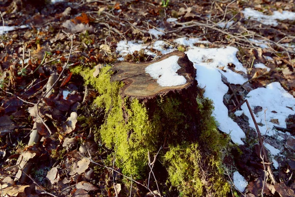 Tree Stump Winter Sunlight Half Covered Green Moss Melting Snow — Stock Photo, Image