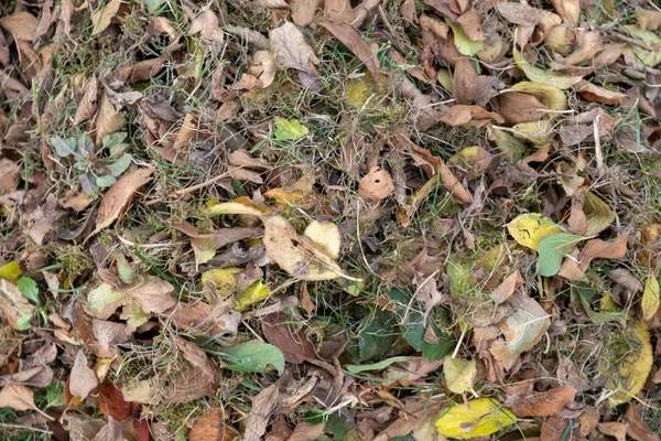 Monte Folhas Varreu Junto Com Ancinho Prado Jardim Folhas Entram — Fotografia de Stock