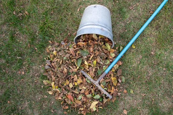 Mucchio Foglie Spazzato Insieme Con Rastrello Prato Giardino Foglie Vanno — Foto Stock