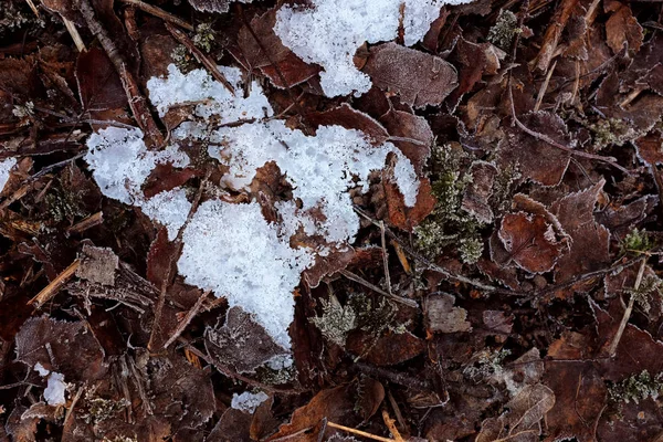 Fondo Abstracto Parche Hielo Helado Cristalino Entre Hojas Muertas Mordidas —  Fotos de Stock