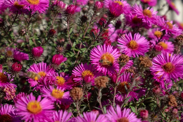 bee collecting pollen on purple chrysanthemum