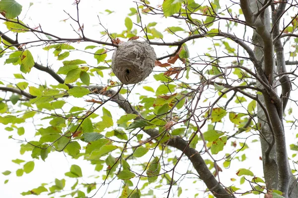 Ağaçta Saklanmış Büyük Bir Arı Kovanı — Stok fotoğraf