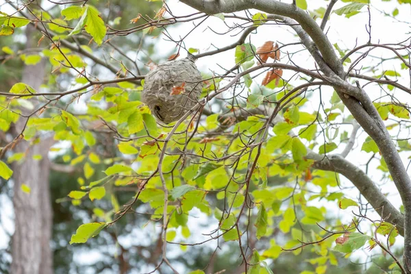 Een Groot Wespennest Verborgen Boom — Stockfoto