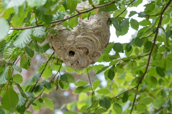 Grand Nid Guêpes Caché Dans Arbre — Photo