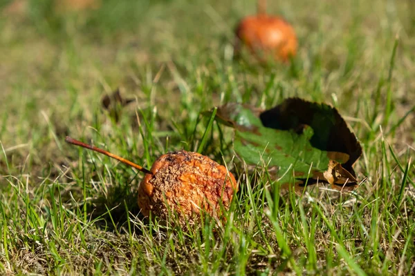 Una Manzana Podrida Caída Árbol Prado Luz Del Sol — Foto de Stock