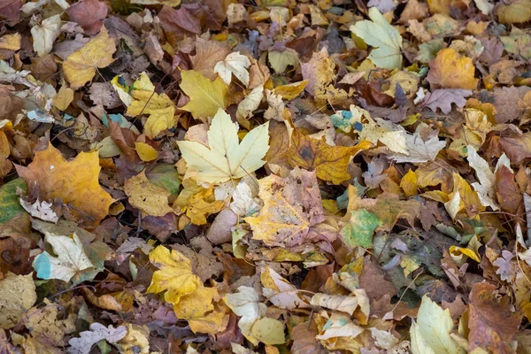 Herbstlaub Und Laub — Stockfoto