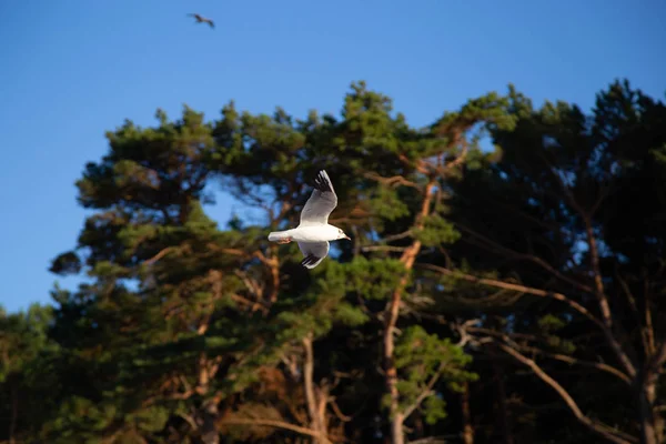 Een Meeuw Vliegt Het Strand Aan Oostzee — Stockfoto