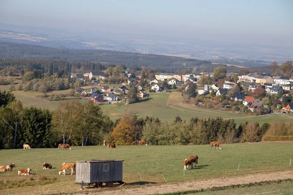 Vacker Utsikt Över Söta Tamkor — Stockfoto