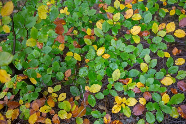 Bunte Blätter Herbst Einem Baum Gibt Viele Farben — Stockfoto