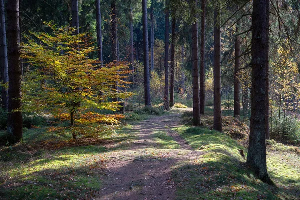 阳光灿烂的秋天 一条有许多根的森林小径 — 图库照片