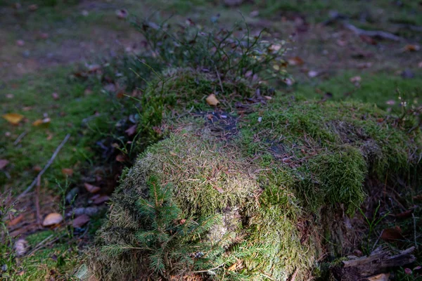 Moss Tree Autumn — Stock Photo, Image
