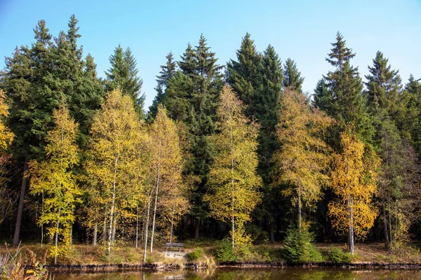 Laghetto Una Foresta Autunno — Foto Stock