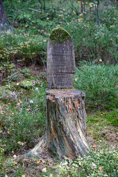 Trädstam Med Mossa Skogen Det Ser Som Stol — Stockfoto