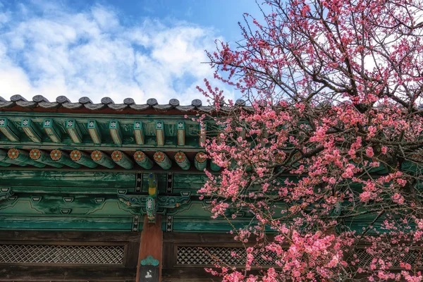 Tongdosa Templo Ameixa Flor Flor Com Arquitetura Templo Fundo Famosa — Fotografia de Stock