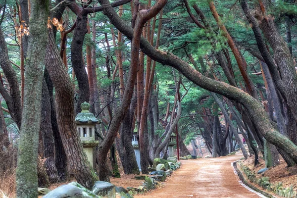 Bosque Pinos Mupunghansong Camino Vigilia Cerca Entrada Del Templo Tongdosa — Foto de Stock