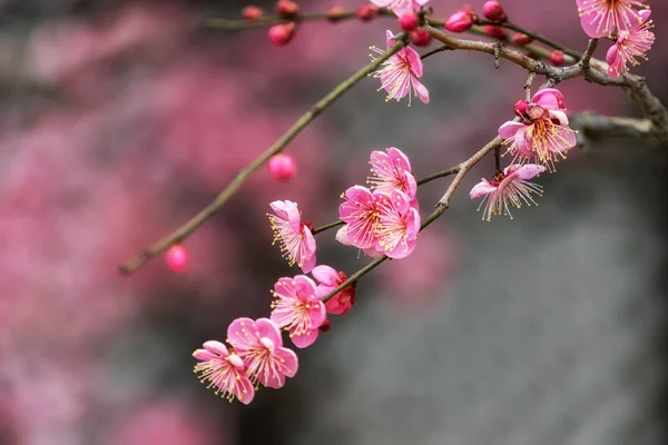 Tongdosa Temple Plum Flower Blossom Famous Plum Flower Spring Blossom — Stock Photo, Image
