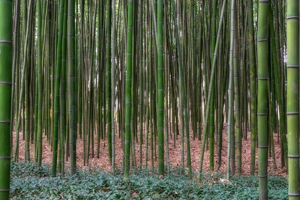 Simnidaebat Bamboo Forest Famous Bamboo Forest Ulsan Taehwagang River Grand — Stock Photo, Image