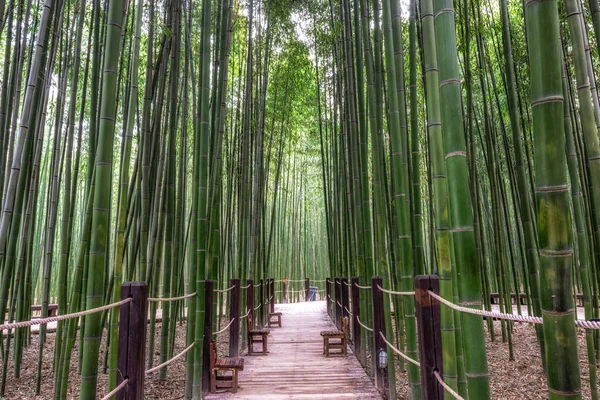 辛尼达巴特竹林的长凳 蔚山太瓦港大公园著名的竹林 在泰和大桥和三浩大桥之间拥有广阔的竹田 — 图库照片