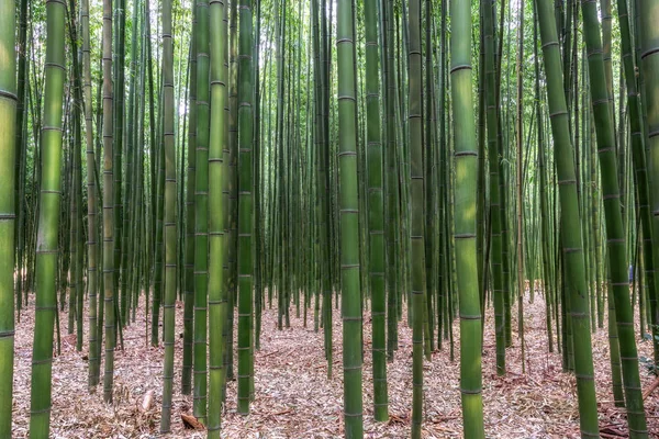 Simnidaebat Bamboo Forest Famous Bamboo Forest Ulsan Taehwagang River Grand — Stock Photo, Image
