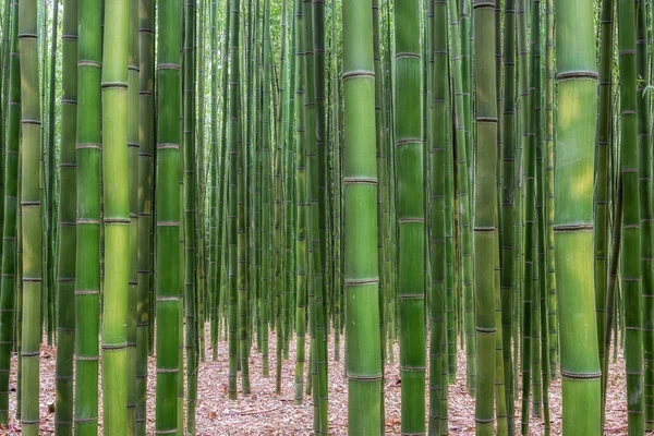 Simnidaebat Floresta Bambu Famosa Floresta Bambu Ulsan Taehwagang River Grand — Fotografia de Stock