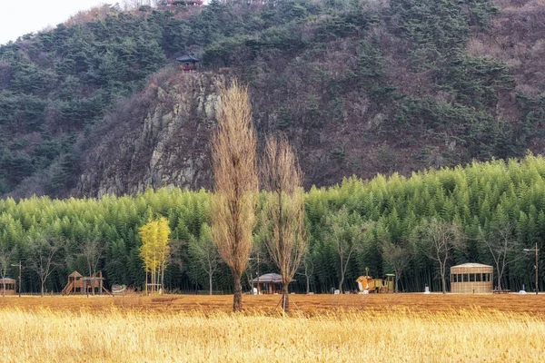 韩国乌尔桑泰兴公园的冬季风景 露天公园里长满了冬黄的芦苇 — 图库照片