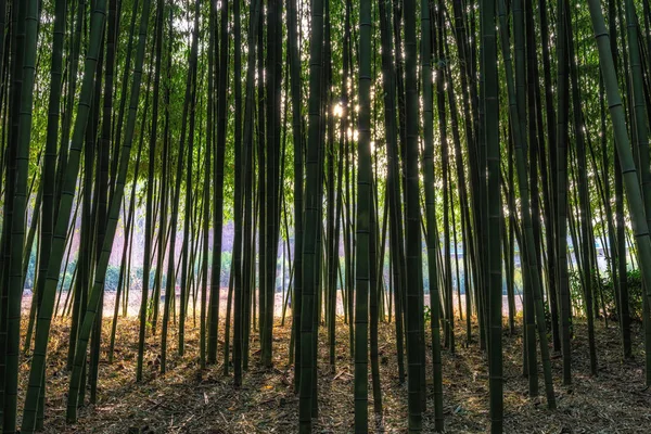 Simnidaebat 蔚山太川大公園で有名な竹の森は テファ サムホ橋の間の領域をカバーする豊富な竹フィールドを持っています — ストック写真