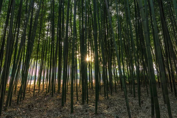 Simnidaebat 竹林の光 蔚山太川大公園で有名な竹の森は テファ サムホ橋の間の領域をカバーする豊富な竹フィールドを持っています — ストック写真