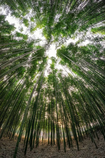 Simnidaebat Floresta Bambu Famosa Floresta Bambu Ulsan Taehwagang River Grand — Fotografia de Stock