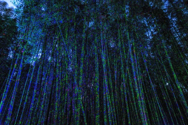 Eunhasu Galaxy Road Taehwagang Simnidaebat Campo Forestale Bambù Ulsan Corea — Foto Stock