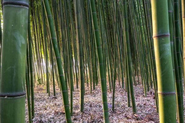 Sunset light through Simnidaebat bamboo forest. The famous bamboo forest in Ulsan Taehwagang River Grand Park has an extensive bamboo field covering the area between taehwa bridge and samho bridge. Ulsan, South Korea