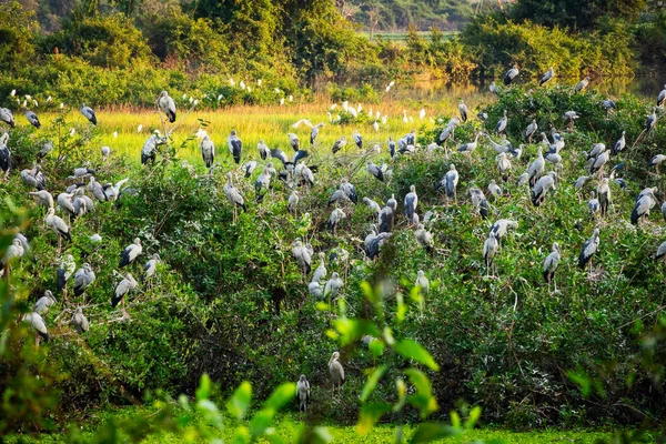 Heron Madár Figyeli Nagy Kócsagok Természetben Vadon Élő Állatok — Stock Fotó
