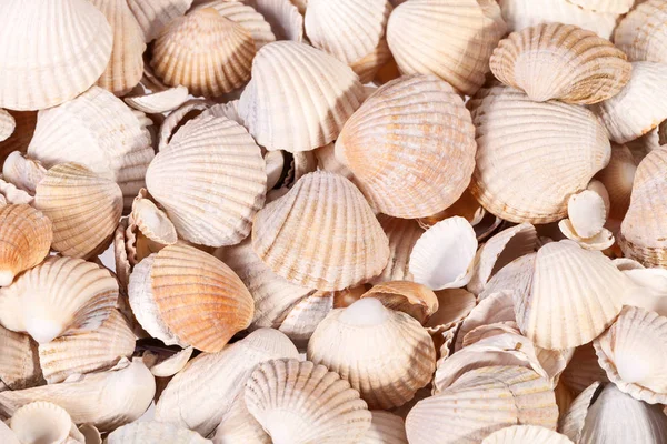 Background Collection Various Sea Shells Close — Stock Photo, Image