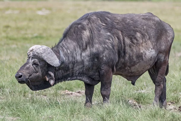 African Buffalo Coffee Buffalo Syncerus Caffer Swamps Amboseli Kenya —  Fotos de Stock