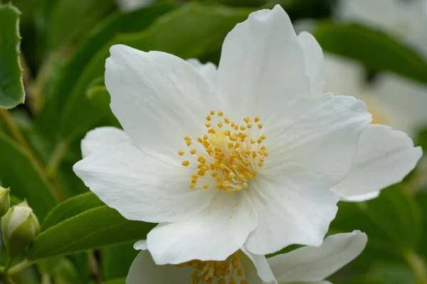 Angielski Dogwood Philadelphus Coronarius Zbliżenie Główki Kwiatu — Zdjęcie stockowe