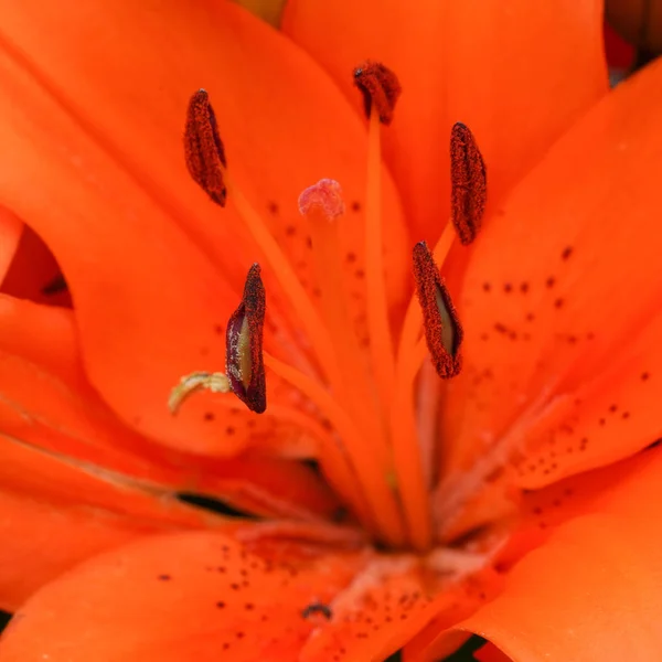 Asiatisk Lilja Lilium Asiatisk Närbild Blomhuvudet — Stockfoto