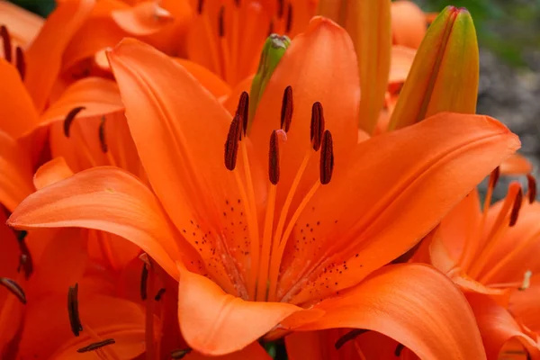 Lírio Asiático Lilium Asiático Close Cabeça Flor — Fotografia de Stock